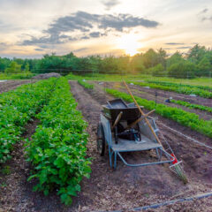 Ready for Harvest - Photo by Carrie Girard Photography
