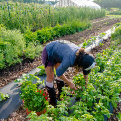 Harvesting Basil - Photo by Carrie Girard Photography