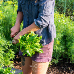 Harvesting Basil - Photo by Carrie Girard Photography