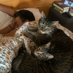 The feline crew making sure we rest.