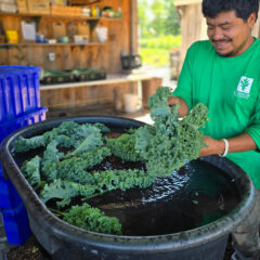 Post-harvest cleaning