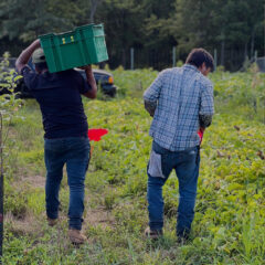 Harvesting squash and scouting the fields