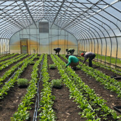 Working the greenhouse