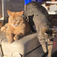 The farm cats keeping an eye on us.