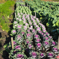 Lettuce and fennel ready to hervest