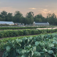 Golden hour at the farm