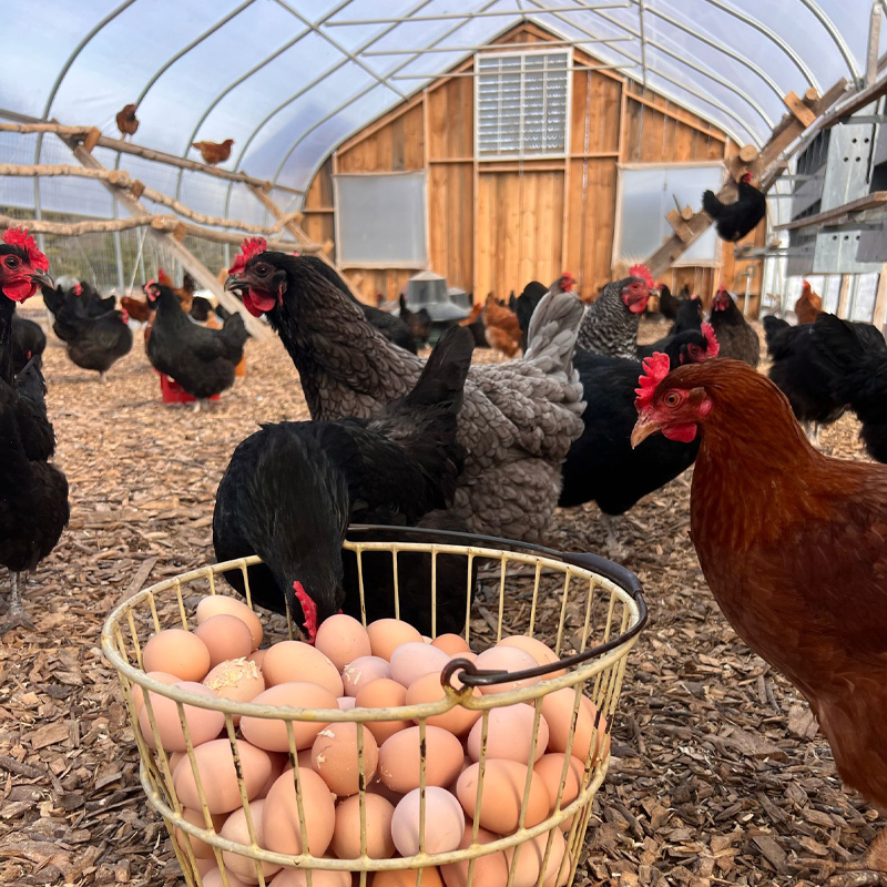 Happy chickens at Girard Farm! Our eggs are certified organic and raised on pasture.