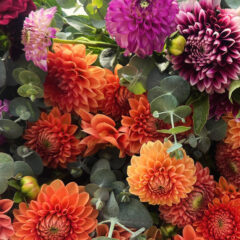 Organic flowers at Girard Farm