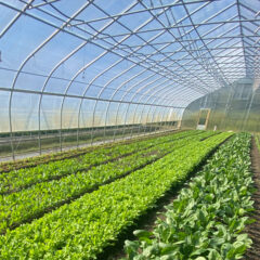 Greens in the greenhouse