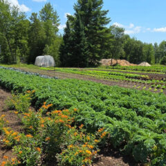 Young crops at Girard Farm
