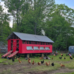 Happy red chicken coop
