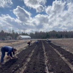 Planting seedlings one by one