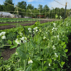 Peas growing at the farm