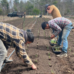 Each seedling is planted by hand