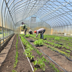 Planting tomatoes in the greenhouse
